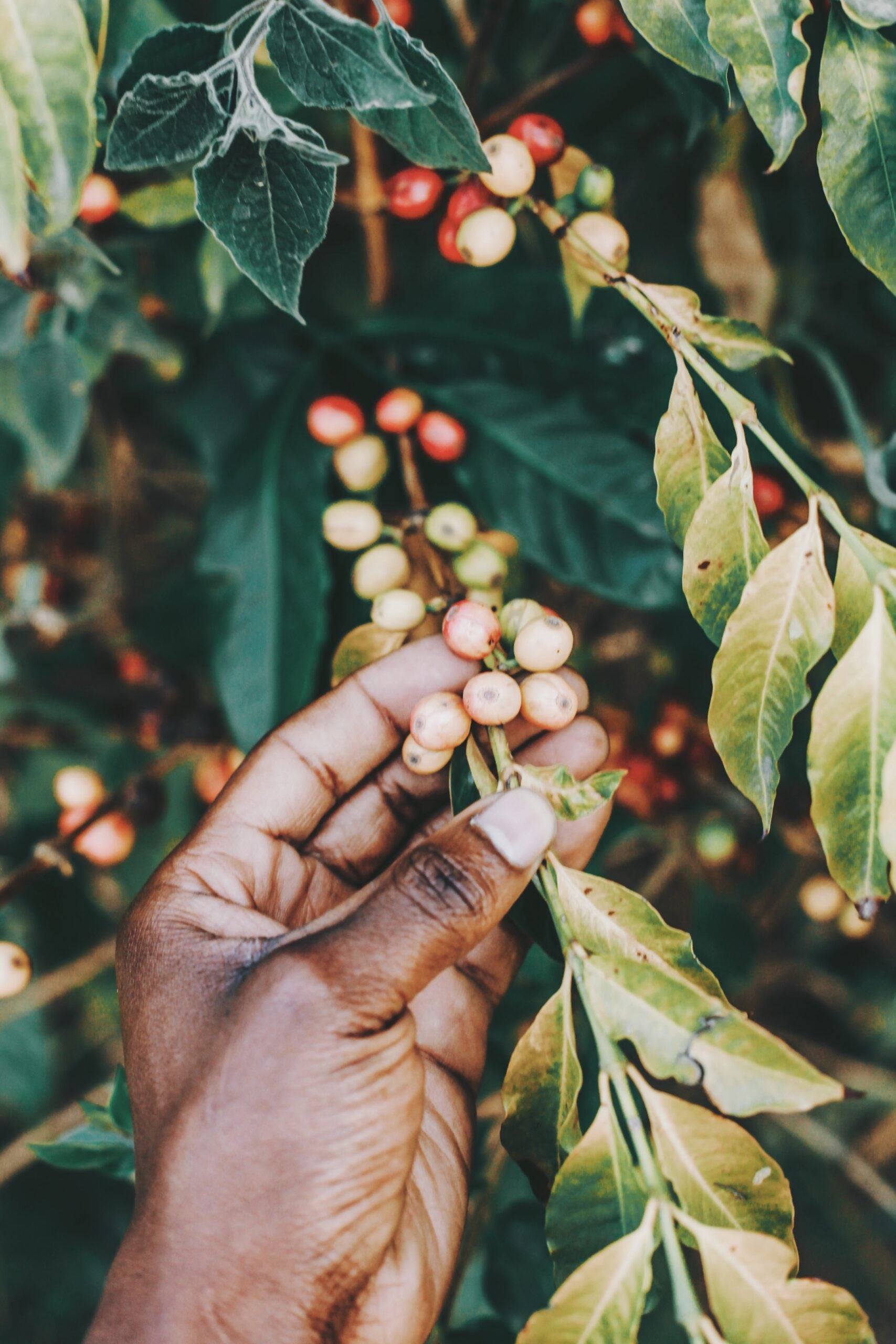 The Life Of A Coffee Bean