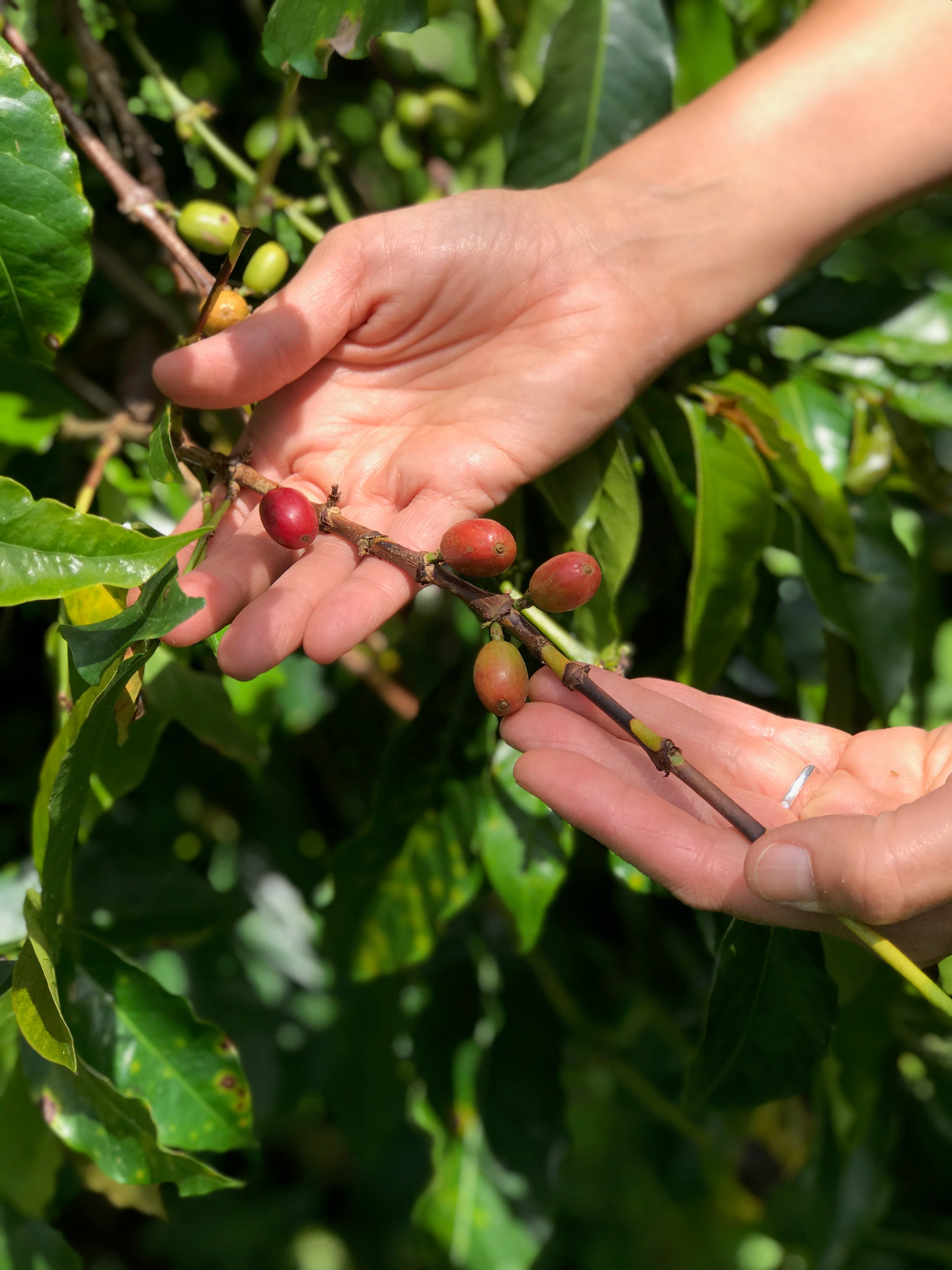 Traveling to Sumatra: Learning to Pick Coffee